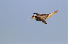 Upland Sandpiper